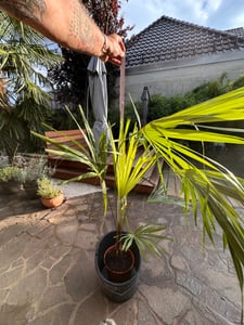 Konopná palma čínská 130 - 160 cm Trachycarpus fortunei - mrazuvzdorná palma Fotografia od zákazníka č. 7