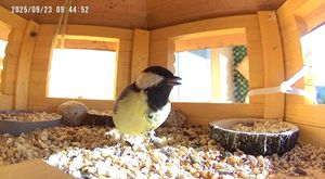 XXL Luxus Vogelhaus, V13b XXL mit Ständer Kunden-Foto 5