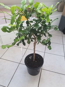 Drzewko limonki kaffir 70–100 cm – Citrus Hystrix (limonka kaffir, combava, papeda) – egzotyczna roślina cytrusowa do kuchni, na balkon i taras Zdjęcie produktu od klienta nr 5