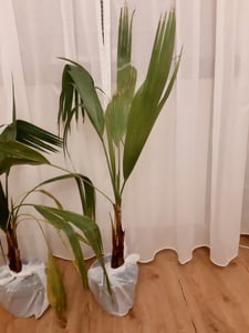 Washingtonia Robusta 100–140 cm Mexikanische Fächerpalme Kübelpalme Tropische Palme Exotische Winterharte Palmenpflanze Kunden-Foto 2