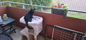 Feandrea Kratzbaum, 74 cm Katzenbaum, M, Katzenhaus für mittelgroße Katzen bis zu 5 kg, große Plattform, 2 Katzenhöhlen, Sisalstämme, hellgrau PCT612W01 Kunden-Foto 3
