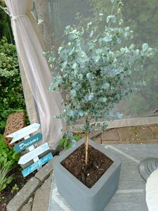 Eucalyptus Gunni Stamm Eukalyptusbaum, 70 - 90 cm, Pflanze winterhart Kunden-Foto 1