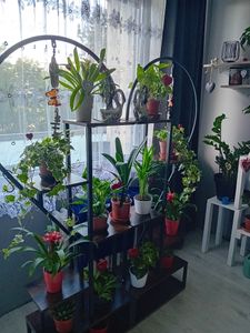 WISFOR Porte-fleurs, 2 étagères à plantes avec 6 niveaux/4 crochets, 136.5cm de haut Porte-plantes Étagère à fleurs pour balcon intérieur Escalier à fleurs salon Photo du client 9