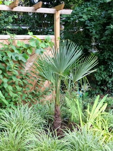 XXL Palme Stammhöhe 40-50 cm winterhart 160-180 cm Trachycarpus fortunei, Hanfpalme, Kunden-Foto 4