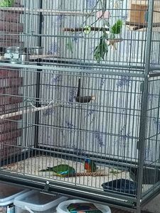 Klatka dla ptaków Yaheetech ze stojakiem, woliera dla ptaków z 3 drewnianymi grzędami i 4 miskami do karmienia, klatka dla papużek na 4 kółkach, woliera dla papug, czarna Zdjęcie produktu od klienta nr 4
