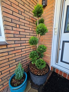 Gartenbonsai – Chamaecyparis lawsoniana ‘Stardust’ – Höhe 150–160 cm inkl. Topf – handgeformte  Scheinzypresse Kunden-Foto 5