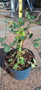 Lagerstroemia indica Rosea Nova, 40–60 cm – Roze kreupelmirte in een pot van 2,5 liter – Geschikt voor tuin, terras en potten Klantenfoto 1