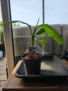 BALDUR Garten 1x Rosa Zwerg-Banane, Pflanze im 12 cm-Topf, Musa velutina, Keniabanane, exotische Bananen-Rarität, mehrjährig - frostfrei halten, Bananen-Früchte essbar Kunden-Foto 3