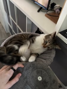 Purpurra Kratzbaum Extra-Dick Stämme XXL Stabil für Grosse Katzen, 114/170 cm Kunden-Foto 7