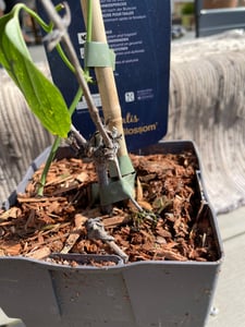 Clematis Armandii (zimozielony i odporny) - Wieloletnie pnącze - Biały - Doniczka 2 litry | Odporny, pachnący i wieloletni Zdjęcie produktu od klienta nr 2