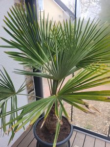 XXXXL 210 - 230 cm Trachycarpus fortunei Hanfpalme, winterharte Palme bis -18°C Kunden-Foto 13