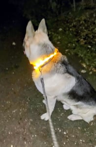 PRECORN LED USB-C Halsband Hund Silikon Hundehalsband Leuchthalsband für Hunde aufladbar per USB-C (Größe S-L auf 18-65 cm individuell kürzbar) blau Kunden-Foto 1