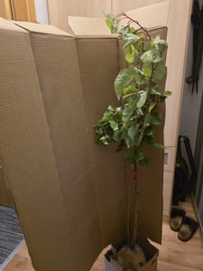 Prunus Armeniaca 'Goldrich' marhuľa, 5 litrový kvetináč Fotografia od zákazníka č. 4