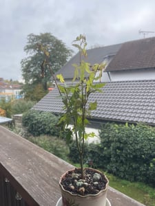 BALDUR Garten 1x Japanischer Ahorn 'Katsura', Pflanze im 12 cm-Topf, niedrig bleibende Ahorn-Rarität, spektakulärer Orange-Ton im Frühjahr, winterhart & mehrjährig, pflegeleicht Kunden-Foto 2