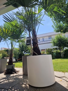 Trachycarpus fortunei 130-160 cm Palme Hanfpalme, winterhart bis -18°C Kunden-Foto 20