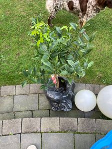 Citrus Yuzu 130 - 150 cm, Zitronenbaum Zitrone, japanische Zitrone, winterhart Kunden-Foto 9