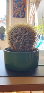 Echinocactus Grusonii superss 12 cm Ø - Chaise de belle-mère Photo du client 3