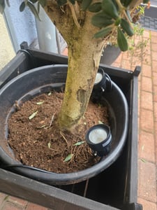 Olivenbaum Olive "Angebot" 150 - 180 cm, beste Qualität, winterhart, Olea Europaea Kunden-Foto 17