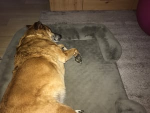 Teppich Wohnzimmer Kurzflor Einfarbig für Schlafzimmer kinderzimmer weicher pflegeleichter, versch.- Größen, Farben Kunden-Foto 3