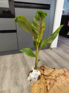 Winterharde bananenplant Musa sikkimensis 'Ever Red', 60-80 cm – Exotische bananenplant voor tuin, terras en potten Klantenfoto 2
