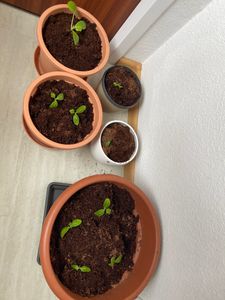 Kokoserde