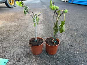 Ficus carica (vijgenboom) 'Ronde de Bordeaux', 70–100 cm. Winterharde vijgenboom, produceert zoete vijgen. Mediterrane plant, geschikt voor tuin, balkon of terras Klantenfoto 4