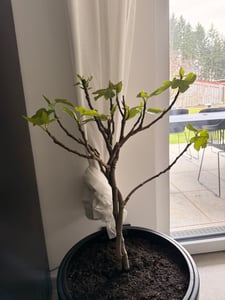 Feigenbaum - hell UND dunkel - in 1 Topf, Obstbaum, winterhart, Ficus Carica, Feige Kunden-Foto 11