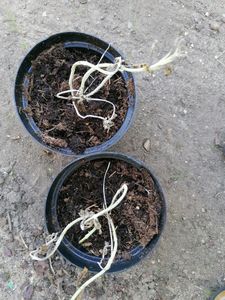 2 x  Sauge russe  - Perovskia 'Blue Spire'  | 20-25 cm en pot Photo du client 2