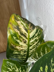 [Palmenlager] 3x Caladium bicolor 60-80 cm- Topf 21 cm Ø // außergewöhnliche Zimmerpflanze mit bunten Blättern / 3er Set mix verschiedene Sorten Kunden-Foto 2