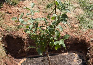 Prunus domestica 'Hauszwetsche', Pflaume, 40 cm Stammhöhe Kunden-Foto 1