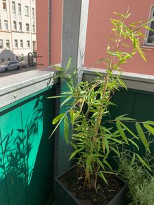 Fargesia rufa C5 - 5 Liter - Schirmbambus - Heckenbambus Kunden-Foto 3