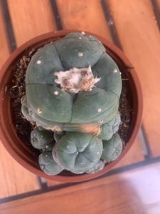 Lophophora williamsii – Peyote – Peyote-Kaktus – in Blüte, 8,5-cm-Topf Kunden-Foto 1