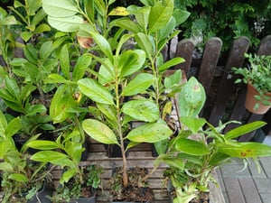 Lauroceraso 'Novita' 30-50 cm - 1 Pflanze - Prunus laurocerasus 'Novita' - Topfgewachsen Foto del cliente 16