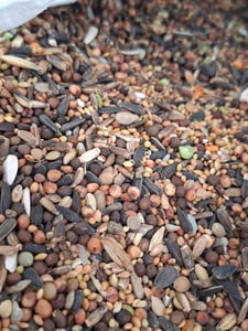 ZIVELA 20kg krmivo pro kuřata Krmivo pro drůbež s obilím Krmivo s obilím | Krmivo pro drůbež, kuřata, husy, kachny Bez GMO, 100% přírodní | Obilná směs 20 kg Fotografie od zákazníka č. 2