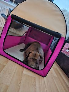 Tiertransportbox REX XL Purpur-Rot Hundebox Hundetransportbox faltbar Autotransportbox Katzen Hunde Kunden-Foto 2
