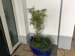 Fargesia rufa C5 - 5 Liter - Schirmbambus - Heckenbambus Kunden-Foto 4