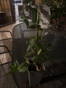 Zimolez Henriego 2L Fotografie od zákazníka č. 1