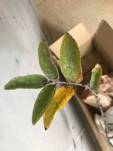 Sibirische Blaubeere Zojka ca. 60 cm – Honigbeere Lonicera caerulea – winterharte Beerenpflanze, süß-aromatische Früchte, robuster Beerenstrauch Kunden-Foto 4
