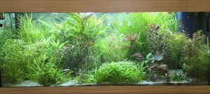 Mühlan - über 120 Aquarium-Pflanzen in 16 Bunde - großes farbiges Sortiment für 200 Liter Aquarium Kunden-Foto 4