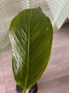 BALDUR Garten 1x Winterharte Banane 'grün', Pflanze im 12 cm-Topf, Faserbanane Bananenbaum Musa basjoo Bananenpflanze, mehrjährige winterharte Staude, Bananen-Früchte essbar Kunden-Foto 8