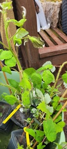BALDUR Garten 1x Rote Säulen-Stachelbeere, Pflanze im 2 Liter-Topf, Ribes uva-crispa, Säulenobst, winterhart, platzsparende Säule für kleine Gärten, Balkone & Terrassen Kunden-Foto 1