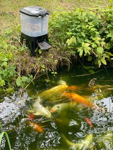 SunSun CFF-212 Distributeur automatique Nourriture pour poissons à Énergie solaire pour Bassin Mangeoire programmable Réservoir 12 litres pour 1 à 6 Distributions par jour Étang Jardin Animalerie Photo du client 2