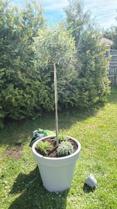 Olivenbaum Stamm Olive 80 - 100 cm hoch, beste Qualität, Olea Europaea Kunden-Foto 8