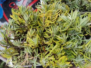 6 Pflanzen Lavandula angustifolia Staude Lavendel Kunden-Foto 3