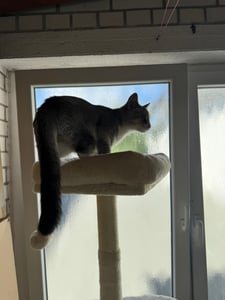 COSTWAY 149 cm hoog, meerlaags krabboom, speeltoren met sisal krabpalen, kattenhuis, manden, ligplaatsen en speelgoed – een avontuurlijke speelplek voor katten Klantenfoto 1