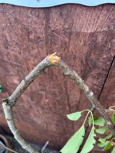 Kyslá čerešňa „Morello“ 100–120 cm | Prunus cerasus Čerešňa tmavá | odolná zimovzdorná čerešňa | úrodná čerešňa do záhrady Fotografia od zákazníka č. 1