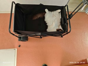Skladací ručný vozík HyperMotion Black - Prepravný vozík na pláž, kempovanie a nákupy - Nosnosť 80 kg Fotografia od zákazníka č. 5