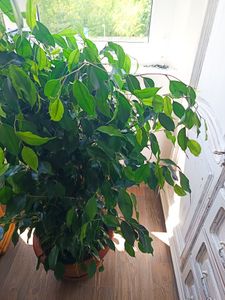 Birkenfeige Ficus Benjamina Exotica, 130–150 cm – Veľká izbová rastlina, ficus čistíaci vzduch, nenáročná zelená rastlina vhodná do kancelárie a domácnosti Fotografia od zákazníka č. 2