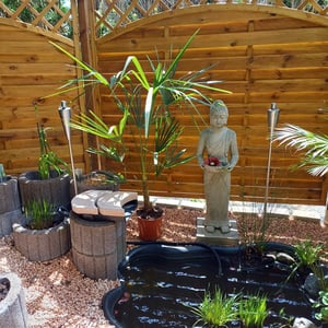 XXL winterharte Palme Hanfpalme 160-220 cm -18 °C Trachycarpus Fortunei Kunden-Foto 2