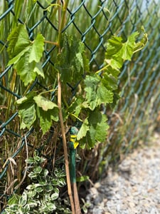 BALDUR Garten 3er Kernlose Tafel-Trauben-Mix, 3 Pflanzen je im 10 cm-Topf , Weinreben Sortiment kernlos, Sorten New York, Vanessa, Venus, winterhart, resistente Züchtungen, Vitis vinifera Kunden-Foto 1